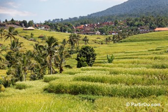 Rizières en terrasses de Jatiluwih - Bali - Indonésie