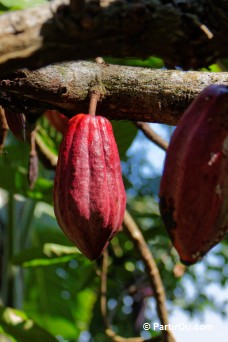 Cacaoyer à Munduk - Bali