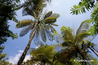 Fougre arborescente - Bali - Indonsie