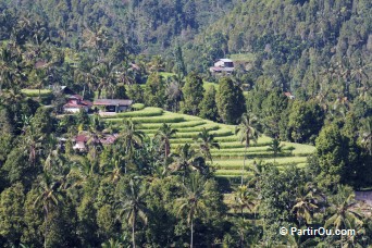 Rizières de Munduk - Bali