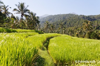 Rizières de Munduk - Bali