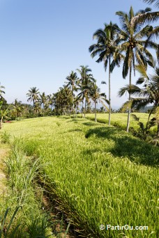Balade dans les rizières de Munduk - Bali - Indonésie