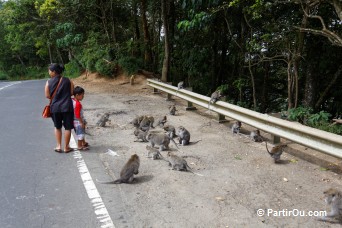 Singes sur la route - Bali