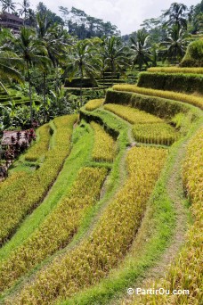 Rizières de Tegalalang - Bali