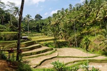 Rizières de Tegalalang - Bali