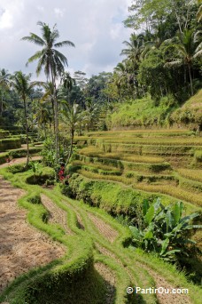 Rizières en terrasses de Tegalalang - Bali - Indonésie