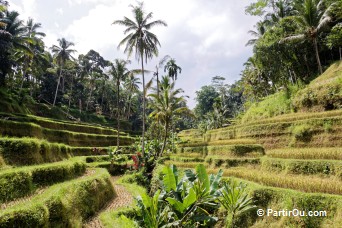 Rizières de Tegalalang - Bali