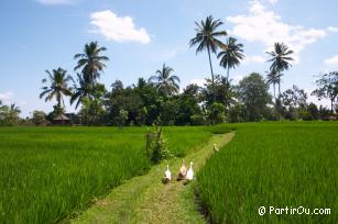 Rizires d'Ubud sur Bali - Indonsie