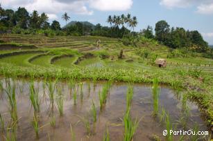 Rizières de en terrasses Sidemen - Indonésie