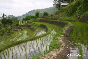 Rizire  Bali - Indonsie