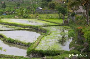 Rizières en terrasses de Tirtagangga - Bali