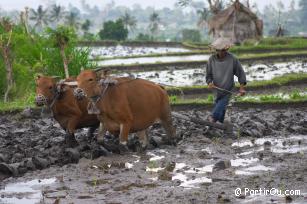 Rizires en terrasses de Tirtagangga - Bali