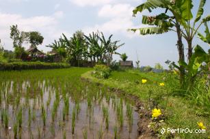 Rizire de Tirtagangga - Bali