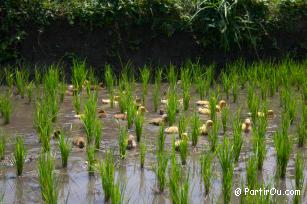 Canetons dans les rizières - Bali