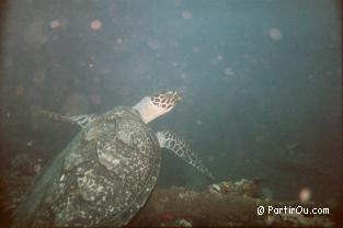 Tortue vue  l'pave de Tulamben - Bali