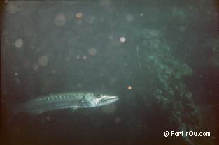 Barracuda vu  l'pave de Tulamben - Bali