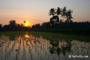 Rizire proche d'Ubud - Bali