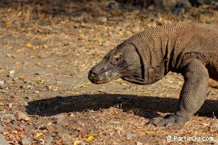 Varan de Komodo - Indonsie