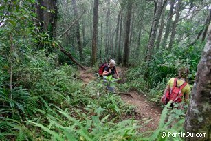 Traversée de la forêt semie-tropicale lors de l'ascension du Rinjani - Indonésie