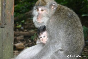 Singes - Monkey Forest d'Ubud - Bali - Indonsie