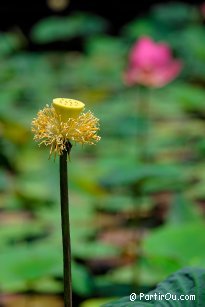 Lotus - Bali - Indonsie