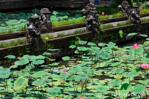 Lotus - Bali - Indonésie