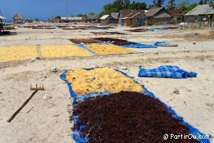 Culture d'algues - Lembongan - Indonésie