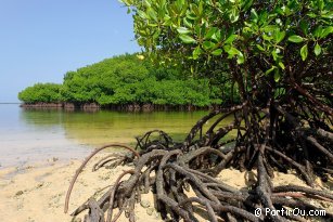 Mangroves - Lembongan - Indonésie