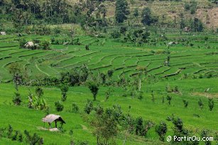 Rizières de Tirtagangga - Bali