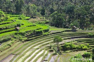 Rizires proches de Tirtagangga - Bali - Indonsie