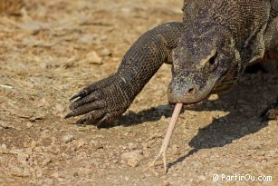 Komodo, Rinjani et Bali - Indonsie