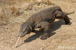 Varan de Komodo - Indonsie