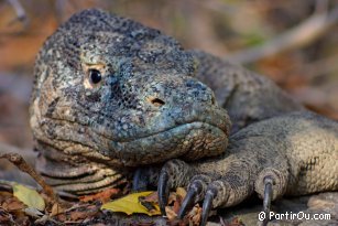 Varan de Komodo - Indonsie