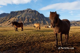 Le Cercle d'Or et la Cte Sud islandaise - Islande