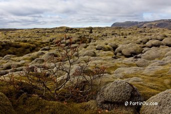 Vieille lave recouverte de mousse - Islande