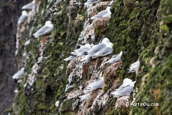 Mouettes tridactyles - Islande