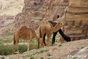 Dromadaires  Petra - Jordanie