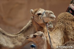 Dromadaires à Wadi Rum - Jordanie