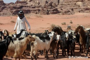 Chevrier et ses chèvres à Wadi Rum - Jordanie