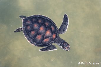 Centre de préservation des tortues - Gemia - Malaisie