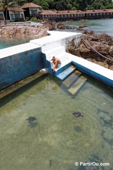 Centre de prservation des tortues - Gemia - Malaisie