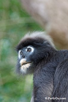 Singe à Perhentian Besar - Malaisie