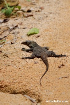 Varan - Perhentian Besar - Malaisie