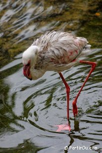 Parc  oiseaux  Kuala Lumpur