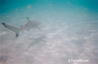 Requin  Embudu Village