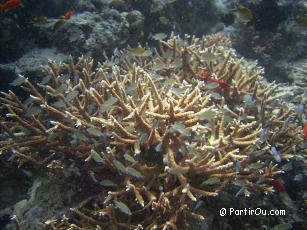 Snorkeling  Fihalhohi