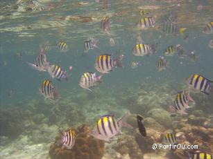 Snorkeling  Fihalhohi