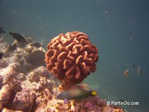 Snorkeling  Fihalhohi