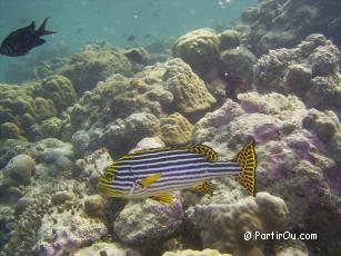 Snorkeling  Fihalhohi