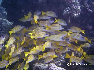 Snorkeling  Fihalhohi